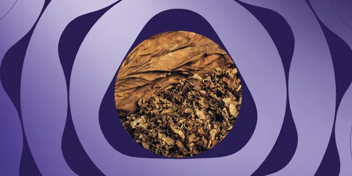 センティア・パープルのイメージ画像