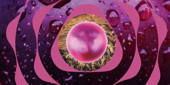 テリア・オアシス・パープルのイメージ画像