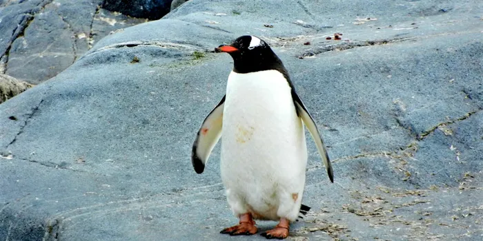 ペンギン