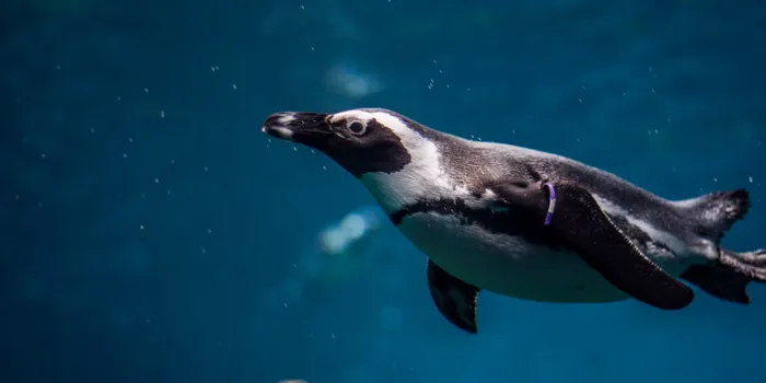 水中のペンギン